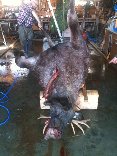 bilde tor_1.JPG - Sjuspiringen til Bjørn har kommet på slaktarbenken